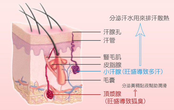 大汗腺：（apocrine-glands，又稱頂漿腺）主要集中在腋下、乳暈、陰部，在青春期開始活躍