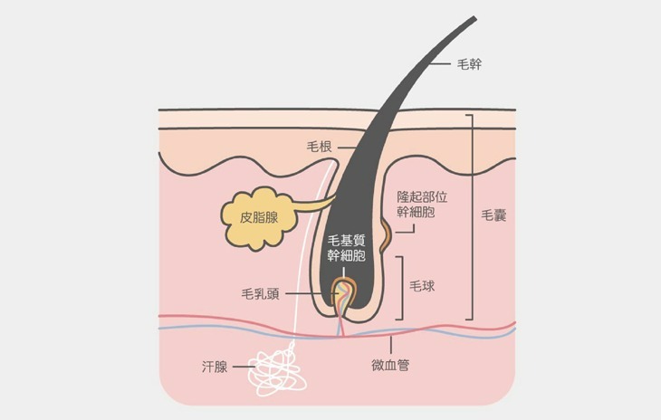 海神除毛雷射是通過美國-FDA認可採用獨特的「高功率多波長」除毛儀器，能夠在除毛治療時同時激發多個波長雷射，相比過去僅能發出單一波長雷射光傳統儀器不同，-海神除毛雷射透過獨特的多波長雷射可以涵蓋更廣的毛髮生長週期，使單次雷射除毛治療中能完整破壞更多毛囊，從而達到永久除毛的效果