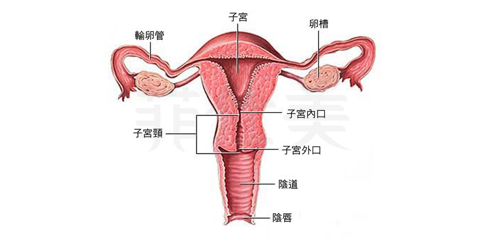女性婦科生理構造圖