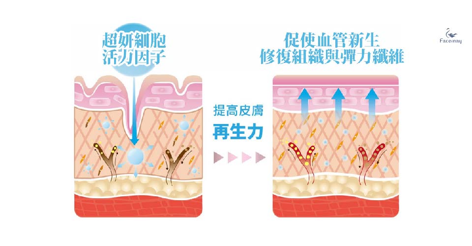 超妍活力細胞因子提供纖維母細胞良好活性